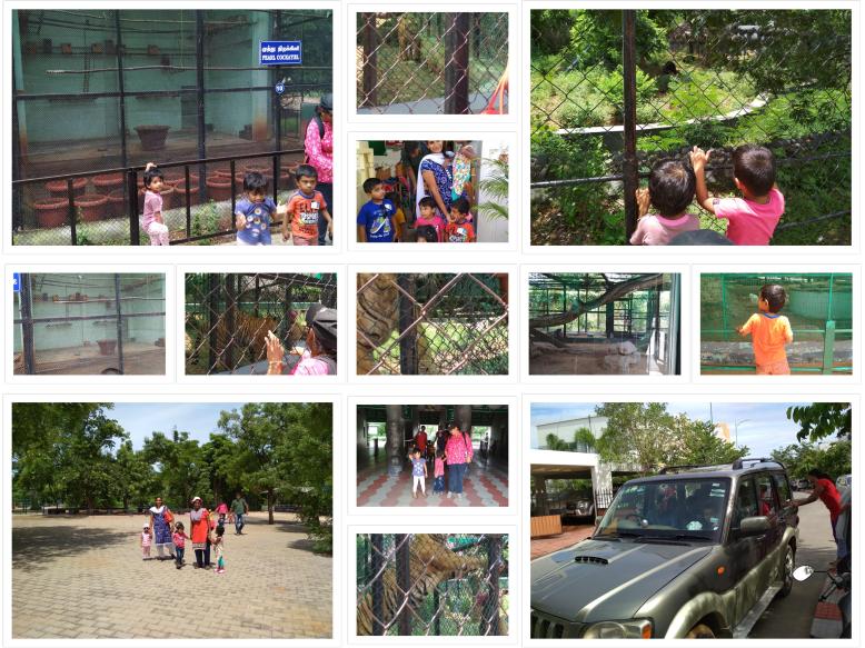 collage -zoo